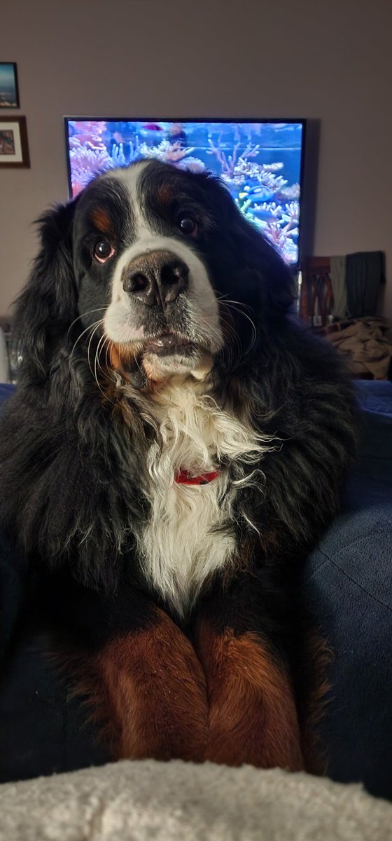 FinneyCarpQuest's tweet photo. Watching some reef tank videos with Winston. He is such a sweet boy! OK, I am watching the videos. He is watching me, waiting for a hidden treat.

#bernesemountaindog #DogsofTwittter https://t.co/0tq255Tll2
