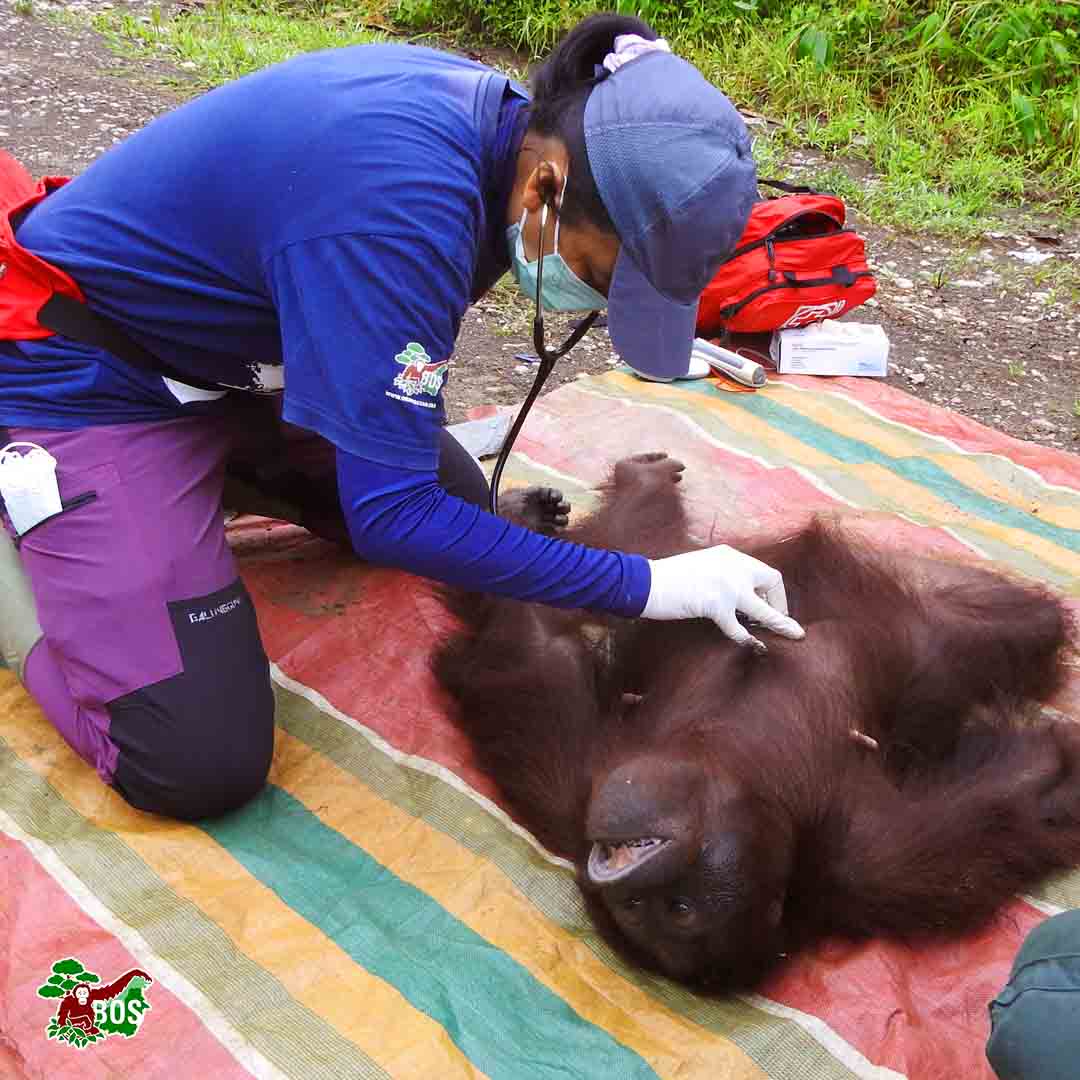 bornean_OU's tweet photo. In December 2022, together with staff from the BKSDA, we rescued a female orangutan in Muara Toyu, East Kalimantan. Based on a preliminary examination, our team was able to identify her as Siti, an orangutan who had released by the BOS Foundation in Sungai Wain back in 1997. 
👇 https://t.co/RZGmmDo3IZ