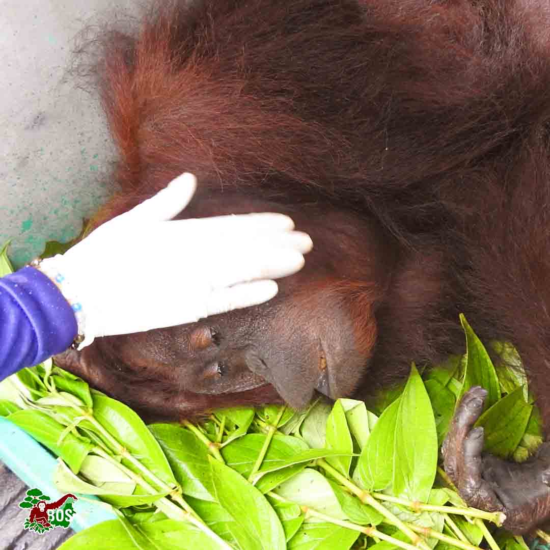 bornean_OU's tweet photo. In December 2022, together with staff from the BKSDA, we rescued a female orangutan in Muara Toyu, East Kalimantan. Based on a preliminary examination, our team was able to identify her as Siti, an orangutan who had released by the BOS Foundation in Sungai Wain back in 1997. 
👇 https://t.co/RZGmmDo3IZ