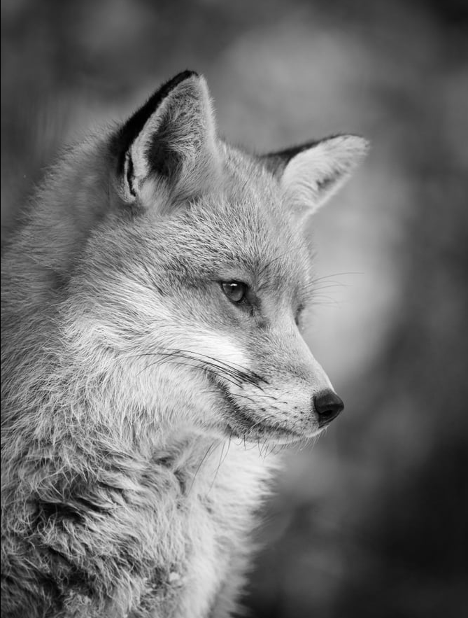 Imagine how dark your life must be, if all you see is something to terrorise and kill.
<a href="/ChrisGPackham/">Chris Packham</a> #FoxOfTheDay