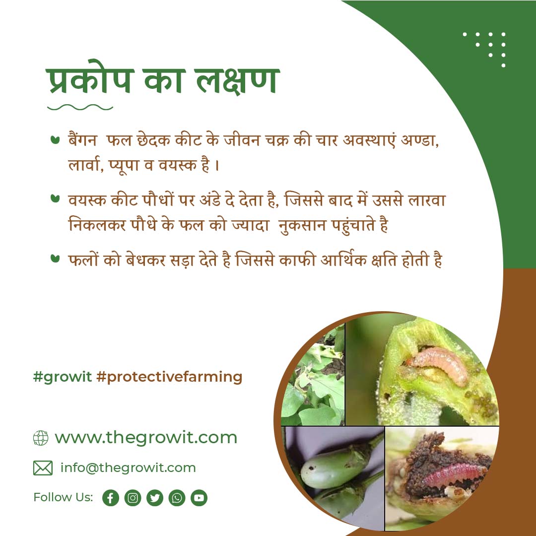 GrowitIndia's tweet photo. नमस्कार किसान दोस्तों!!!
"बैंगन की फसल में फल छेदक के लक्षण और रोकथाम के सही उपाय"

#brinjal #AgriTips #brinjaldiseases #brinjalfarming #growit #growitlocal #india #agricultural #ProtectiveFarming #growitindia #farmer https://t.co/IyyFmWEp1P