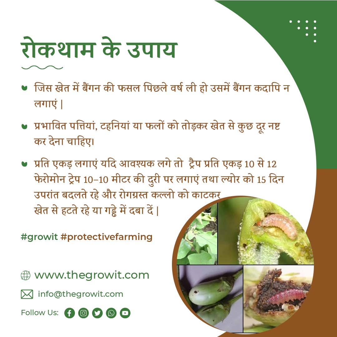 GrowitIndia's tweet photo. नमस्कार किसान दोस्तों!!!
"बैंगन की फसल में फल छेदक के लक्षण और रोकथाम के सही उपाय"

#brinjal #AgriTips #brinjaldiseases #brinjalfarming #growit #growitlocal #india #agricultural #ProtectiveFarming #growitindia #farmer https://t.co/IyyFmWEp1P