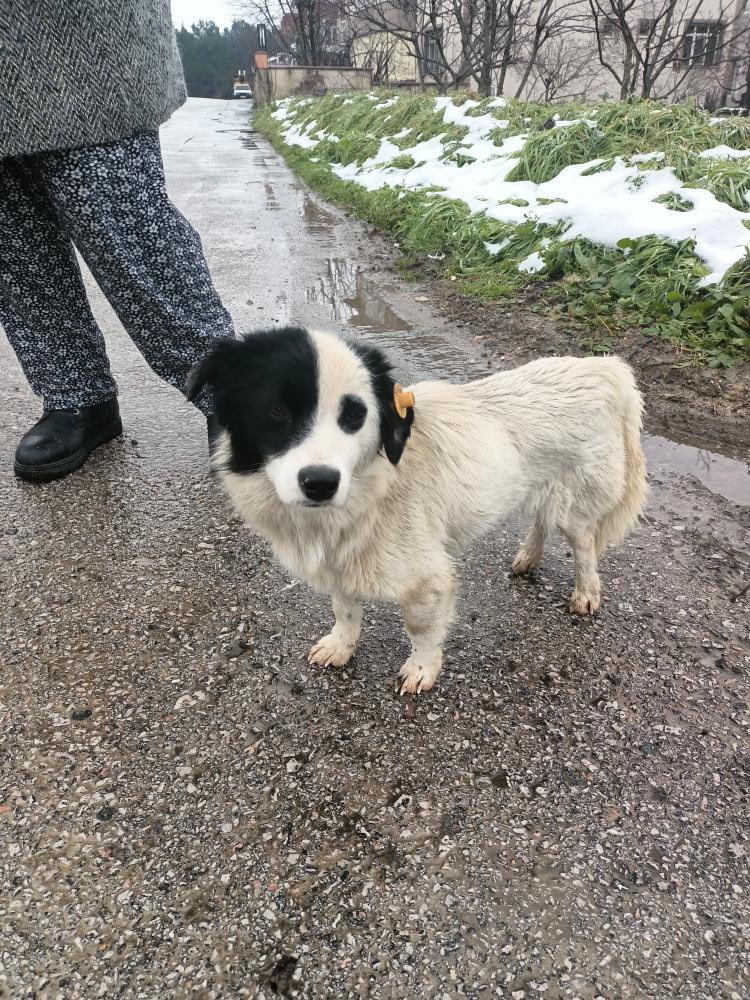 enazuckopek's tweet photo. Küçük bir panda isteyen var mı ? Çamurun içinde yaşıyormuş nakil bulup Kocaeli’den aldırmaya çalışacağım belki 10 kg’lık bu kıza daha gelmeden yuva buluruz. Nakil için yardımcı olabilecek varsa ya da aracıyla Kocaeli Tuzla arası yapıyorsa bana ulaşabilir mi sokaktan kurtaralım https://t.co/059OuxKSwo