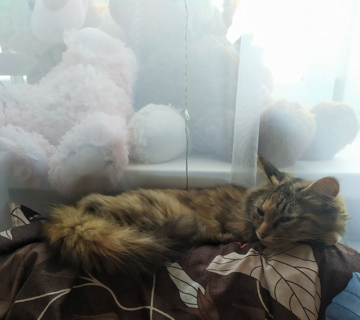 Good morning!
In winter I feel like a cat: all the time I want to be warm and sleep 😴