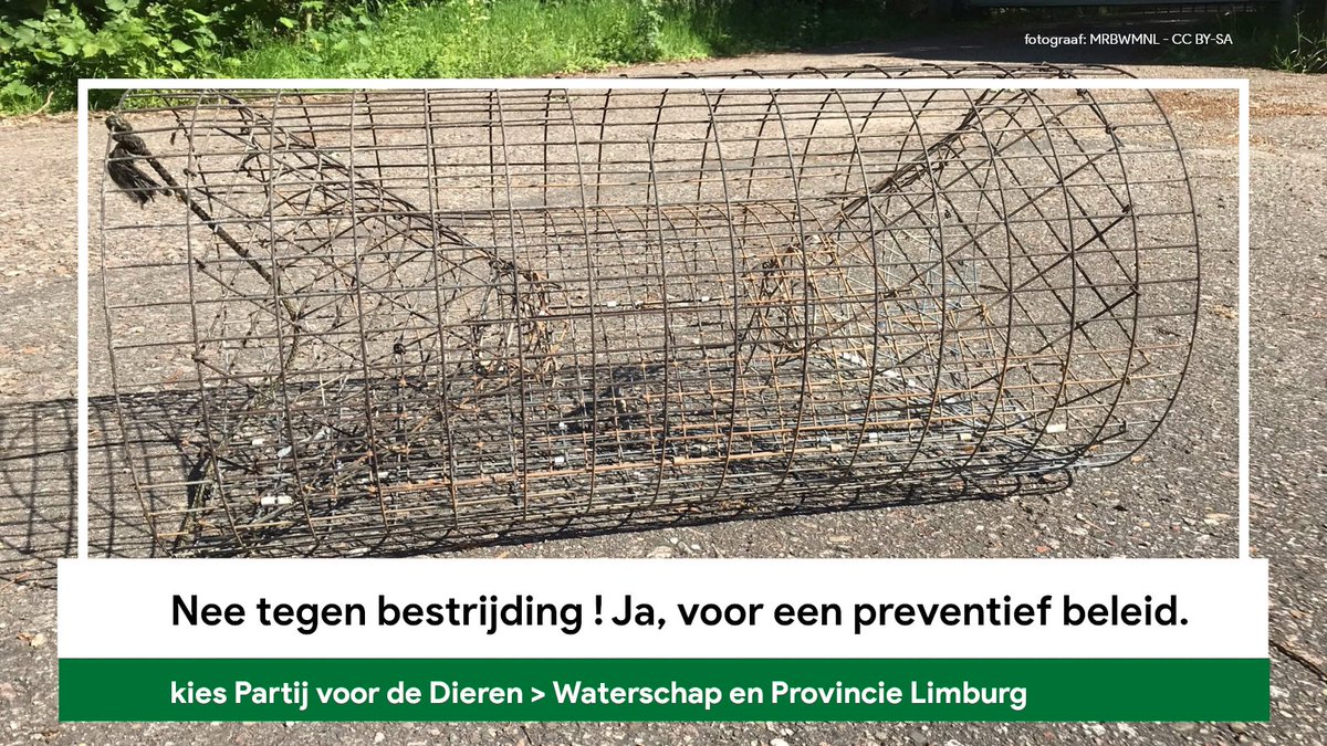 PvdD_Limburg_WS's tweet photo. Ons standpunt: Nee tegen bestrijding ! Ja, voor een preventief beleid.
Ben jij voor de dieren? Stem dan 15 maart 2023
2x op de Partij voor de Dieren Limburg.
Voor de provinciale- én de waterschapsverkiezing!
#StemPvdD #WS2023 #PS2023
> https://t.co/y1DMHg0T01 https://t.co/RTX7uR0Ry5
