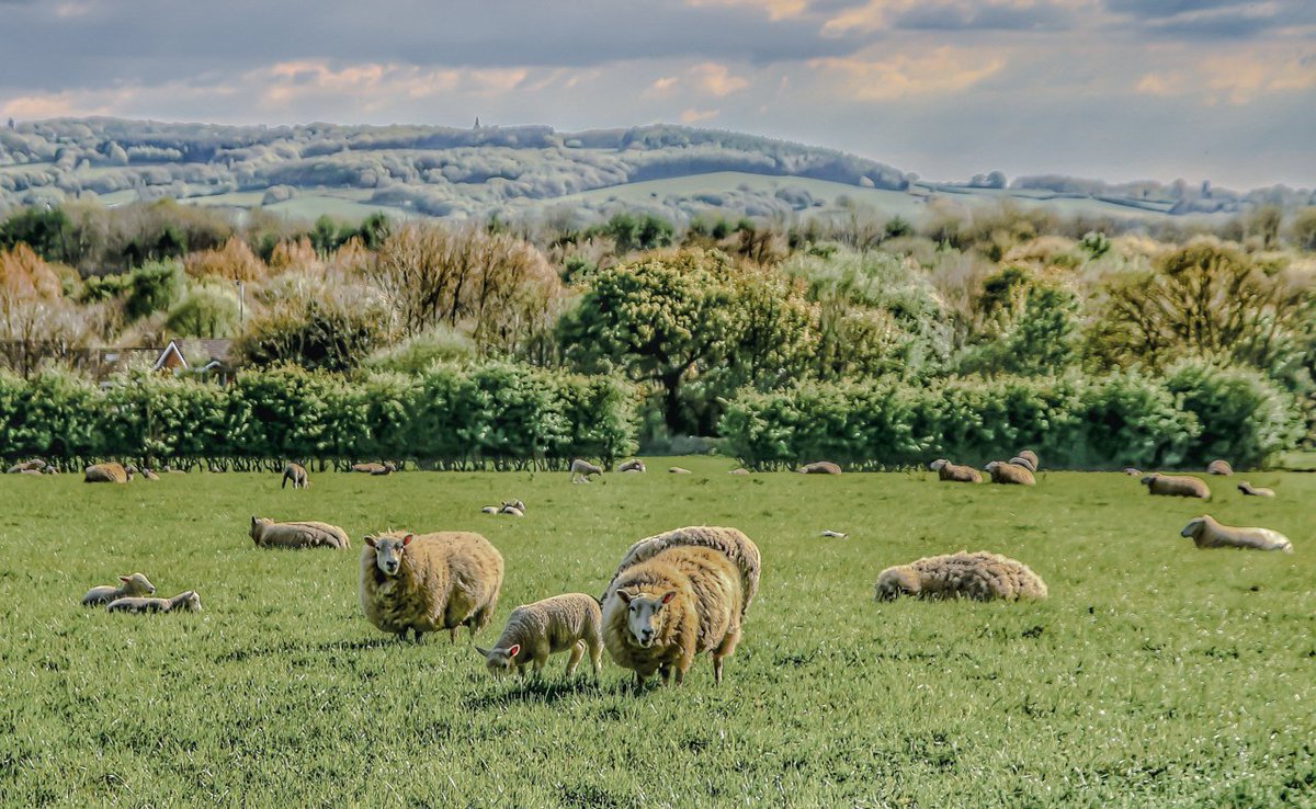 Monographicalx's tweet photo. The incredible wildlife and scenery of West Lancashire in the northwest of the UK never disappoints.

For this and lots more > https://t.co/zrY8bHlO6Y 

#countryside  #monographical #nature #lancashire #environment @LancashireHour https://t.co/Xpk3vE1IBr