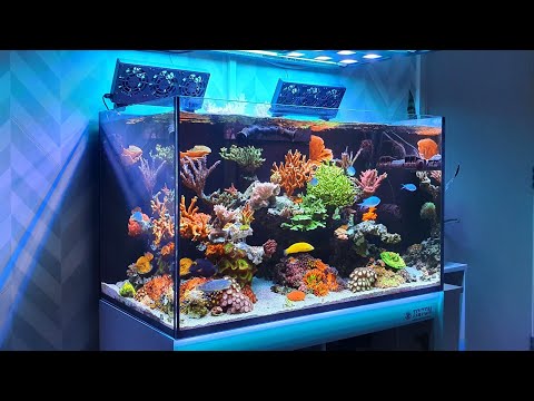MarineFarmUK's tweet photo. Reef Tank Update - New Corals - High Nutrients - Red Sea Reefer 250 #mixedreef #mixedreefaquarium #mixedreeftank #nanoreeftank #nanotank #nanotankreefer #redseareefer #redseareefer250 #redseatank #reefaquarium #reefdork #reeftank #reeftankequipment #reeftankmaintenance #reeft... https://t.co/TCy9Pw6hjF