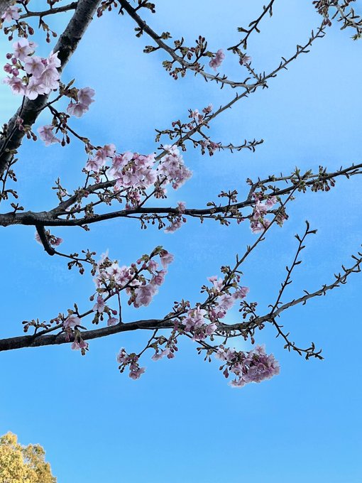 石神井公園の近く、早咲きの桜が咲いてた 