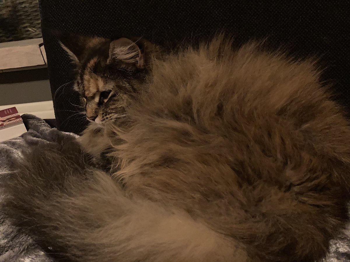 SaarOBL's tweet image. De oppasleeuw als Robert Smith #inbetweendays #aforest #closetome #oppasleeuw