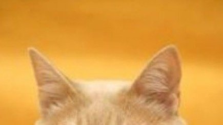 __KICHIJOJI__'s tweet photo. 통모짜                  요즘잘자
핫냥이                   쿨냥이 https://t.co/Z7MPqeNjOZ