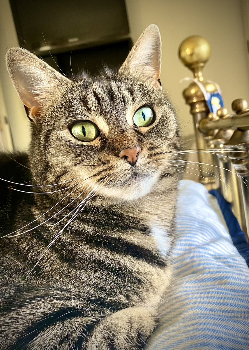 DottySeaCat's tweet photo. It can’t be #WhiskersWednesday already! 
#CatsOfTwitter 🤗🤗🤗 https://t.co/dF8r8tOXJ1