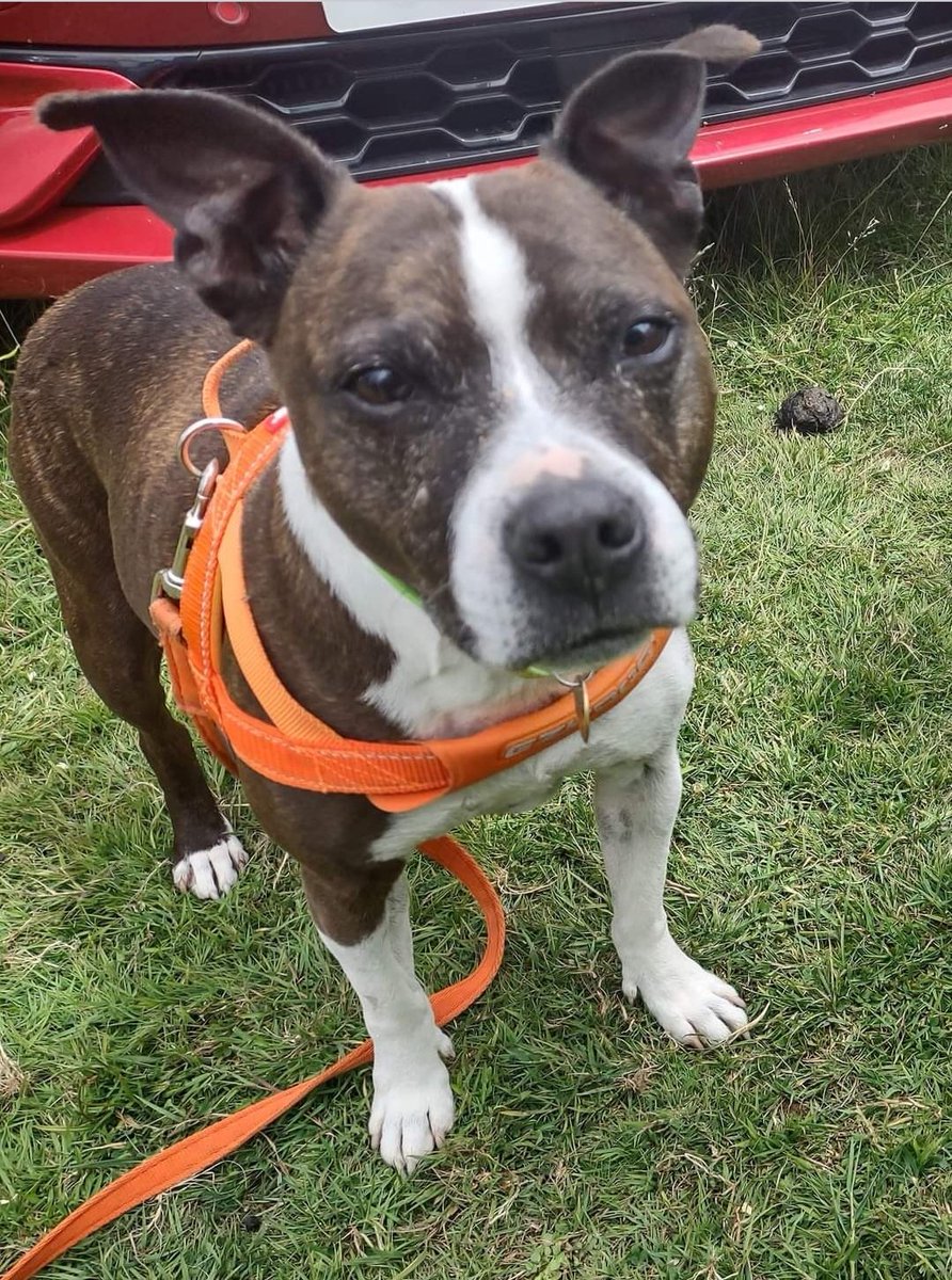 National Fox Terrier Meet tweet media