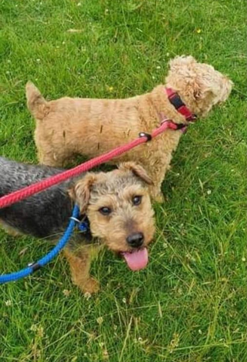 National Fox Terrier Meet tweet media