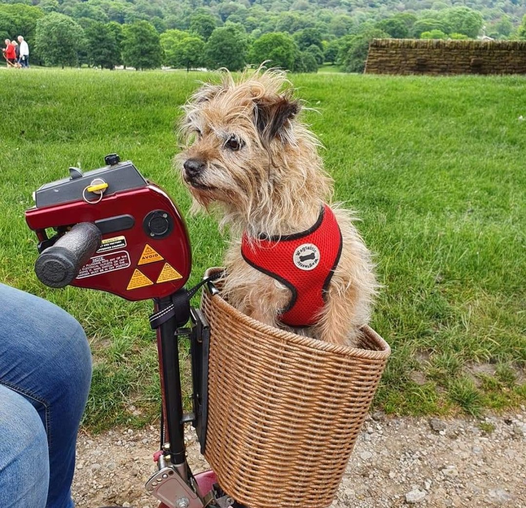 National Fox Terrier Meet tweet media