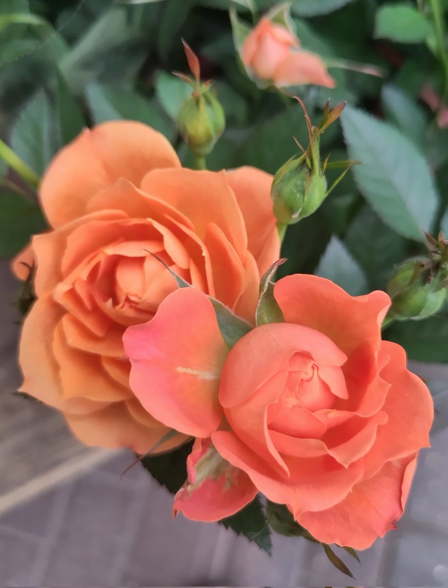 Not many roses flowering here in 🇬🇧 so I cheated a bit 😳 with this shot of a #GardenCentre miniature #rose 🤭Pretty though! 😃💚 #RoseWednesday #Flowers #wednesday🌹