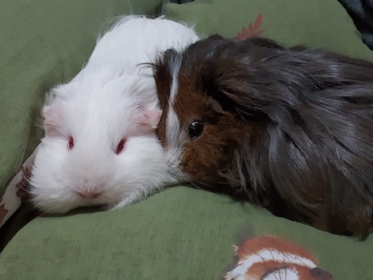 Choco and Lily are having a belated #GalentinesDay