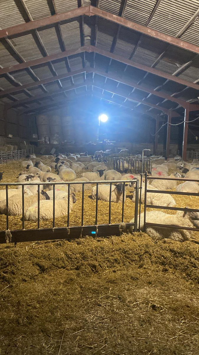 jhansonradio's tweet photo. We’re doing lambing live on @BBCRB this morning 🐑 

I said we’d name the first after whichever listener came closest to guessing the time it was born, so there’s now a lamb in Yatton called Paul in Willsbridge😂 https://t.co/GobMcBAtNw