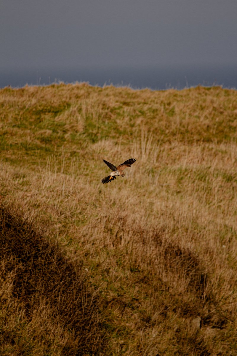 A very obliging Kestrel on our walk yesterday, allowed me to get incredibly close to get some lovely snaps. I can't usually get close photos of birds of prey because I don't have a long enough lens! #Kestrel #WhitleyBay #NorthEastCoast #SpringWatch #BirdsOfPrey #wildlife