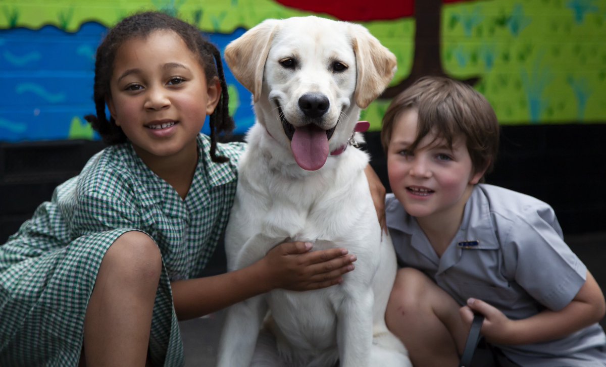 StBridgetsPS1's tweet photo. Happy birthday to our beautiful companion dog ‘Angelique’ who turns 5 years old today. Research supports the benefits to the well-being of staff and students in having a dog at school. We feel blessed to have Ange at @stbridgetsps1 as she brings us such comfort and joy #guidedogs https://t.co/bwMgNyX528
