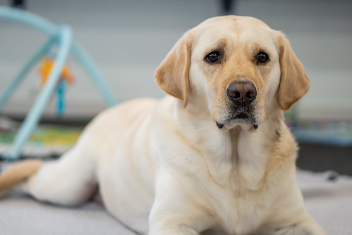 StBridgetsPS1's tweet photo. Happy birthday to our beautiful companion dog ‘Angelique’ who turns 5 years old today. Research supports the benefits to the well-being of staff and students in having a dog at school. We feel blessed to have Ange at @stbridgetsps1 as she brings us such comfort and joy #guidedogs https://t.co/bwMgNyX528