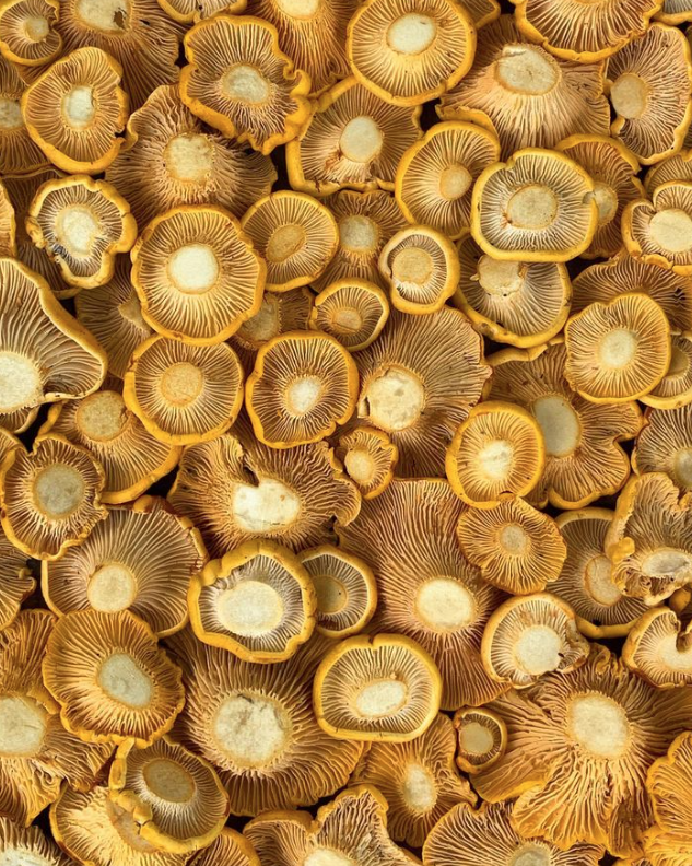 Fantastic shot of some beautiful foraged chanterelle mushrooms!
via @morel_momma 💛

#chanterelles #chanterellemushrooms #cantharellus #foraging #foragersofinstagram #fungus #fungi #naturefinds #nature