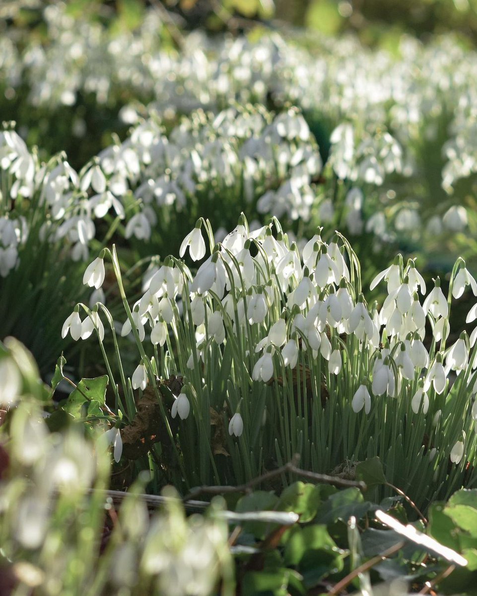 Did you know that snowdrops are named after earrings, not snowflakes? Photo: @NTCastleWard, Christine Purdy.