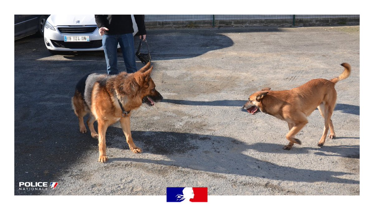 PoliceNat77's tweet photo. #retraite 
Après 5⃣ années de service avec @PoliceNat77, 
Loulou notre berger allemand, chien 🐕de patrouille, a pris sa retraite. 
Âgé de 7⃣ ans, il a rejoint sa nouvelle famille et sa nouvelle compagne de jeux, Malicia 🐶, pour une retraite paisible. 💙🫶 https://t.co/6ucOOqDlGG