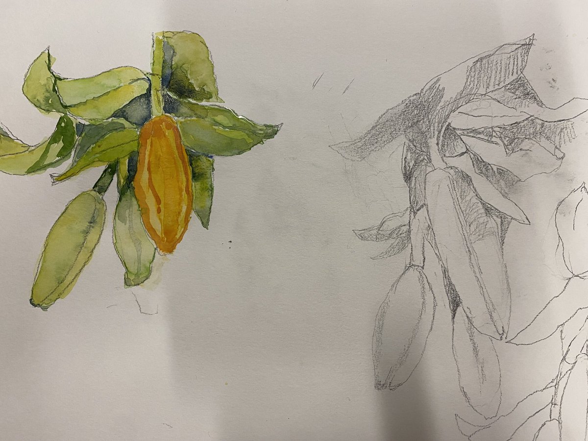 Botanical drawing tonight. First time we have ever attempted this for of art. Silence while we worked!