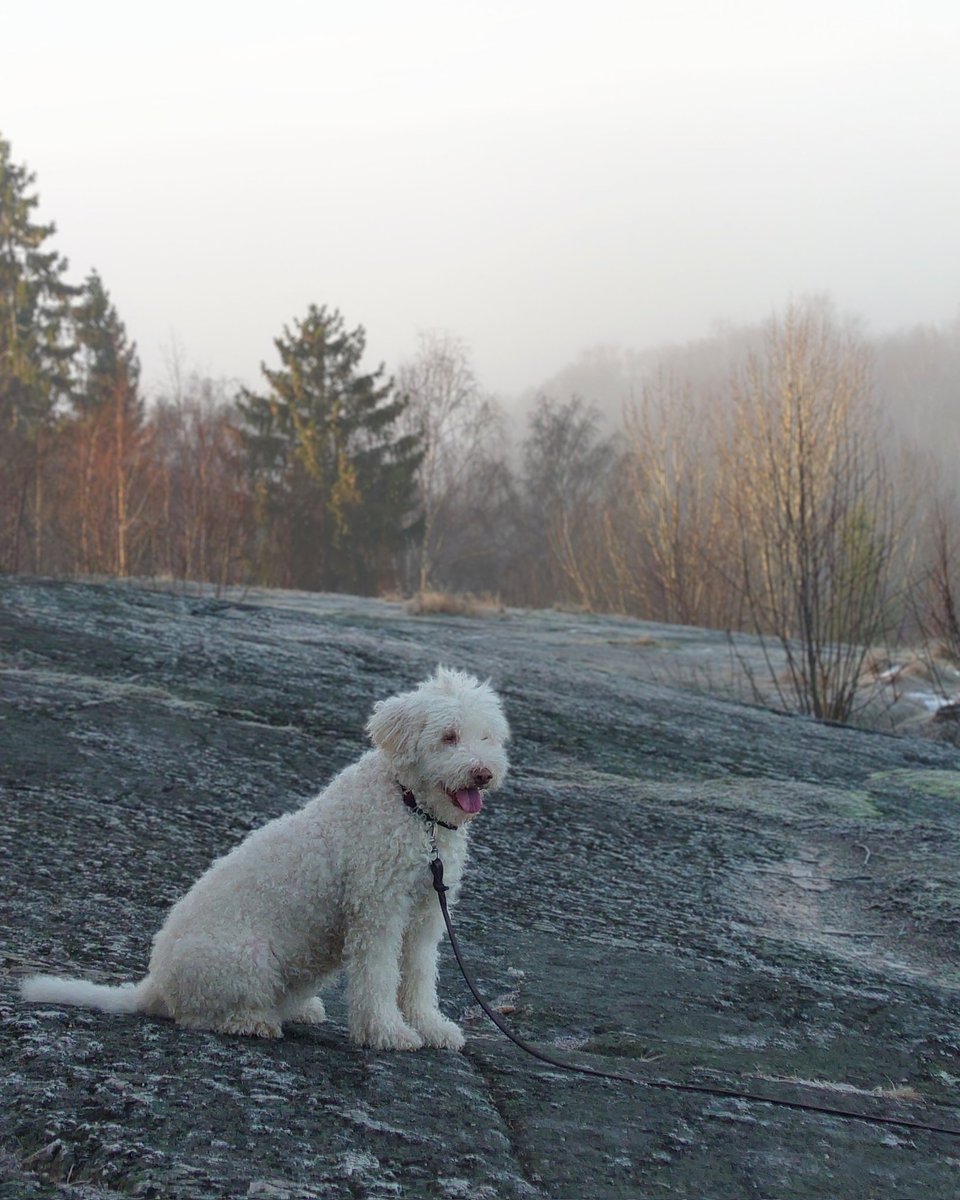 HyvaTytto's tweet photo. Hyvä Tyttö ihailemassa aamusumun verhoamia utuisia maisemia kalliolla. 🐶👀🌫️ #koira https://t.co/0VQhjCAoEU