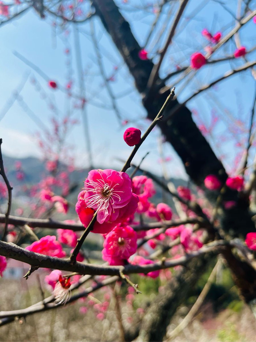 红梅盛开