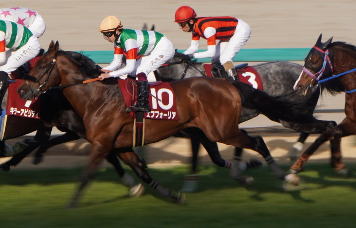 tsucchan1985's tweet image. 最後にエフフォーリアが走ってる姿を生で観れてよかった #エフフォーリア #京都記念2023