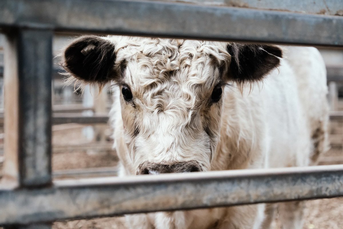 RevolutionPi's tweet photo. Iβm #Vegan for life, just like millions of other authentic Vegans.
Those who concoct stories claiming they were Vegan but now have to eat the odd species for health or whatever other human- centric crap they invent are nothing but exploiters & scammers.
#BlockFakes #Vegan ππ± https://t.co/YHL3LEBDsK