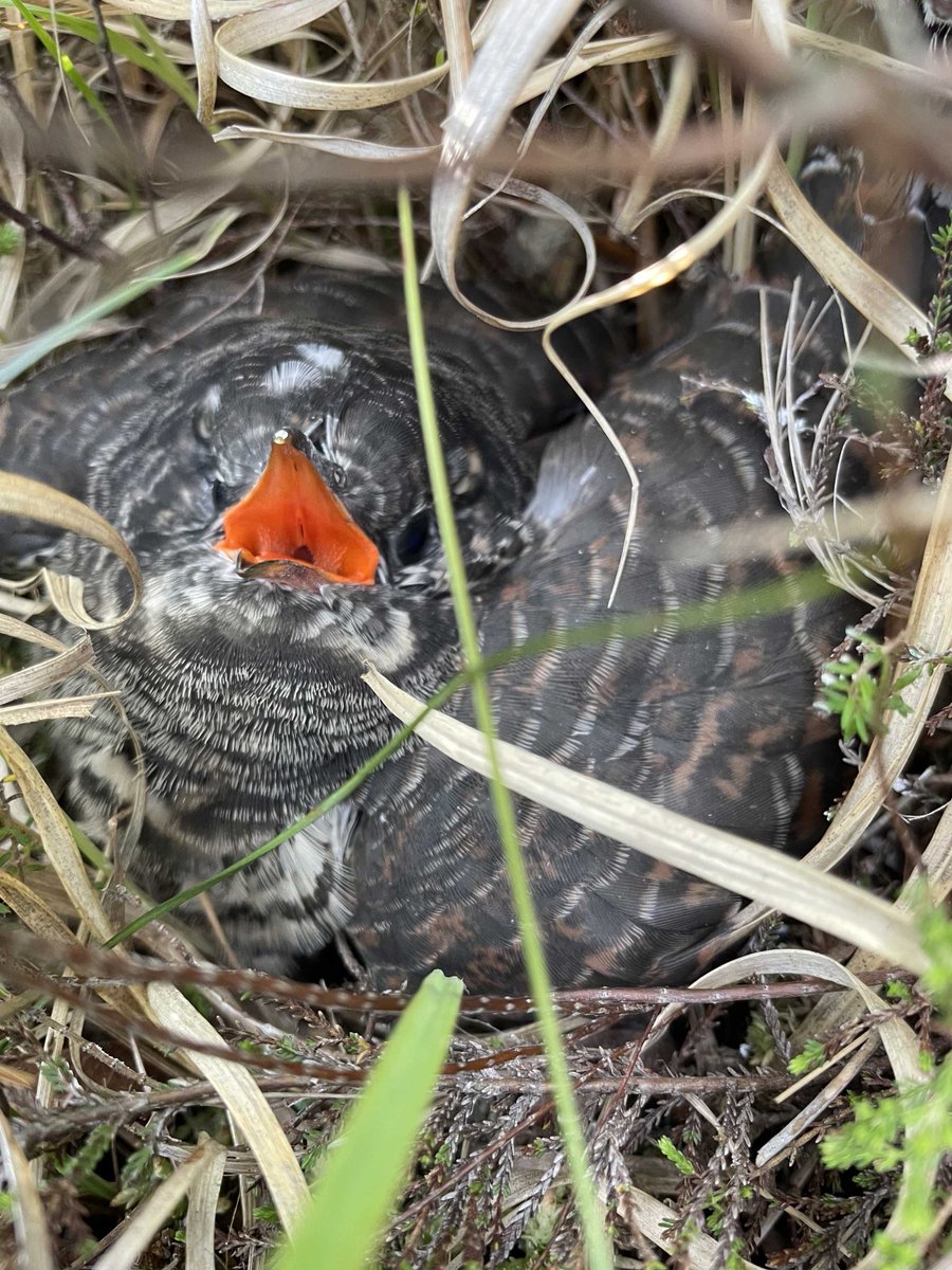 Tony Davis tweet media