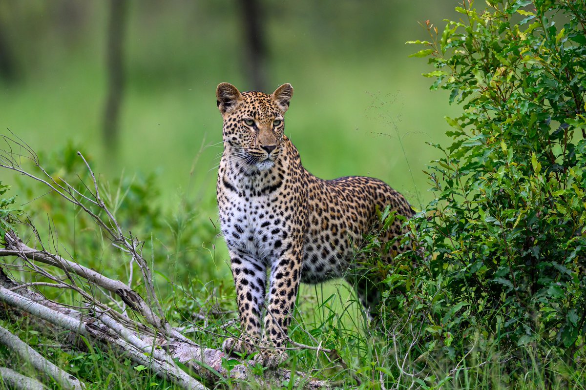 deanclabrough's tweet photo. Leopard at @SabiSabiReserve @NikonEurope #nikonz9 https://t.co/h4vqIgTTeD