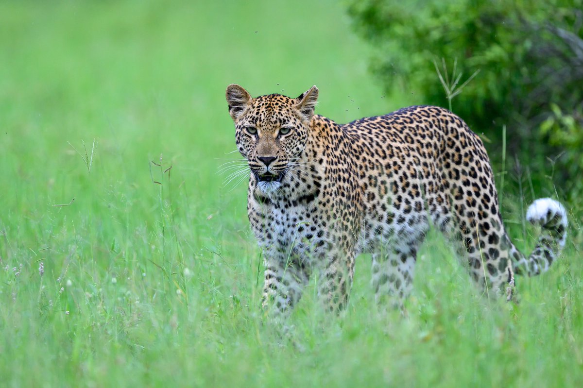 deanclabrough's tweet photo. Leopard at @SabiSabiReserve @NikonEurope #nikonz9 https://t.co/h4vqIgTTeD