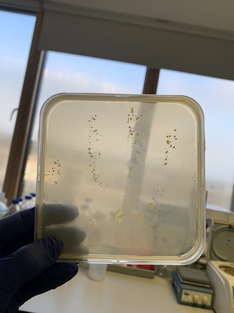 _AprilHayes's tweet photo. sending some plates to the @SuperbugsExeter event this weekend, enjoyed making handprints, and pleasantly surprised that they weren’t more gross after 2 days incubation https://t.co/1F1xriE9ru