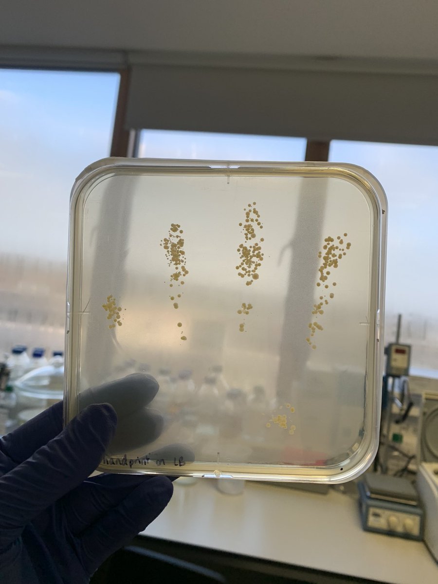 _AprilHayes's tweet photo. sending some plates to the @SuperbugsExeter event this weekend, enjoyed making handprints, and pleasantly surprised that they weren’t more gross after 2 days incubation https://t.co/1F1xriE9ru