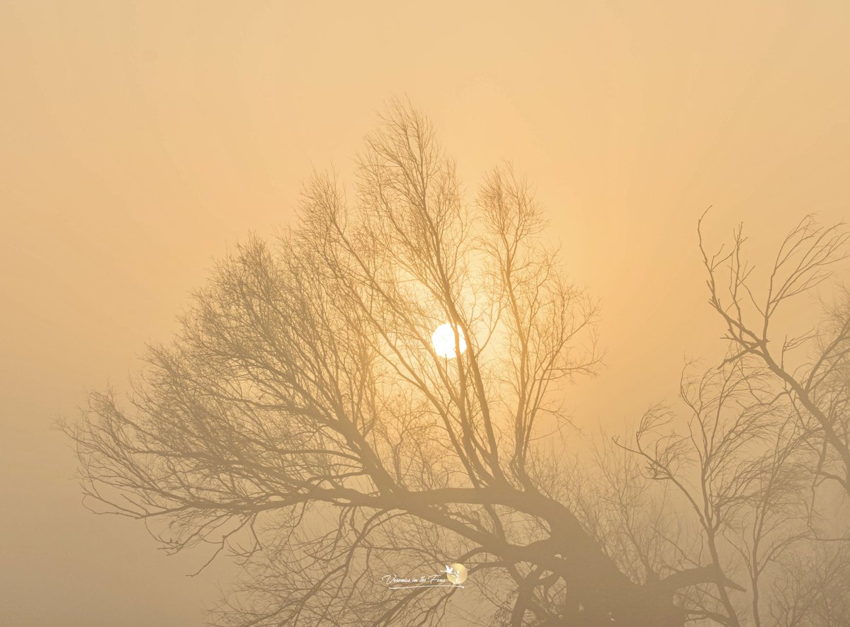 Veronica in the Fens 🧚🏼‍♀️ My Heart in Nature tweet media