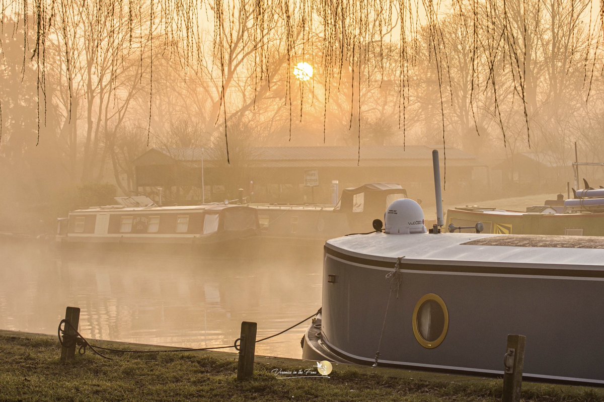 Veronica in the Fens 🧚🏼‍♀️ My Heart in Nature tweet media