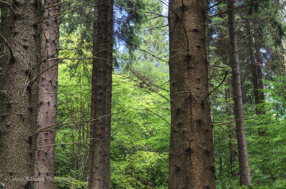 Forest Walk
#treephotography  #treeart #trees #photography #treephotography #landscapephotography #trees #forest #forestwalk #naturephotography #nature  #ThePhotoHour @Dalby_Forest