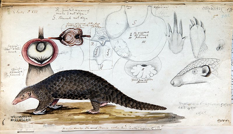 Today is #WorldPangolinDay to help raise awareness about these #endangered animals.
This drawing can be found in the manuscripts of Brian Houghton Hodgson in our #specialcollections  
For more about ZSL's work to conserve #Pangolins : zsl.org/conservation/h…