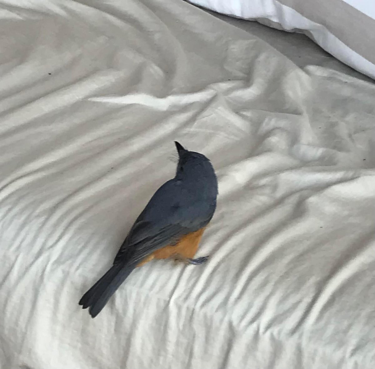 BeauregardeV's tweet photo. @SandyHorne61 A question to the bird expert! This creature landed on a balcony in Sydney’s inner west. Any idea? Looks like a lost robin to me! https://t.co/5aaXOgnoF9