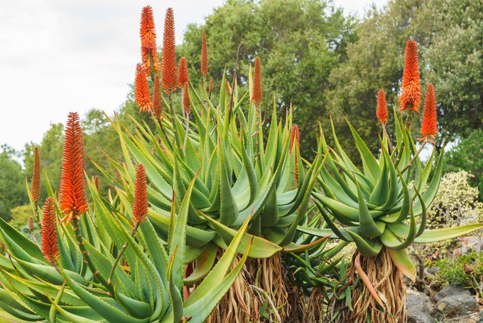 UPnasagric's tweet photo. MALARIA-FREE AFRICA: Experts at UP have taken yet another step towards a malaria-free future after finding compounds in a locally indigenous aloe species that could prevent transmission of the malaria-carrying parasite. Read more: https://t.co/YREFVF2LfS https://t.co/D4uDq4n42O
