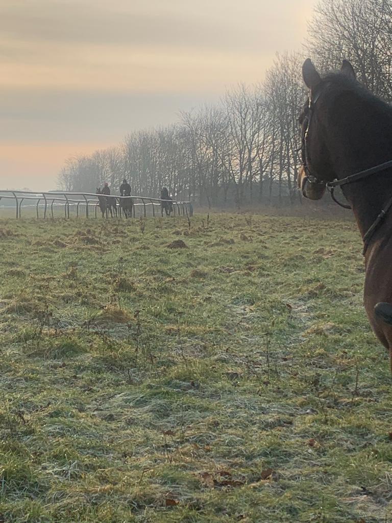 Stormy is in his chief position watching over the two year olds on the first canter this morning. Look out for updates from him over the coming season. 
#racehorsesoftwitter #sportofkings #education