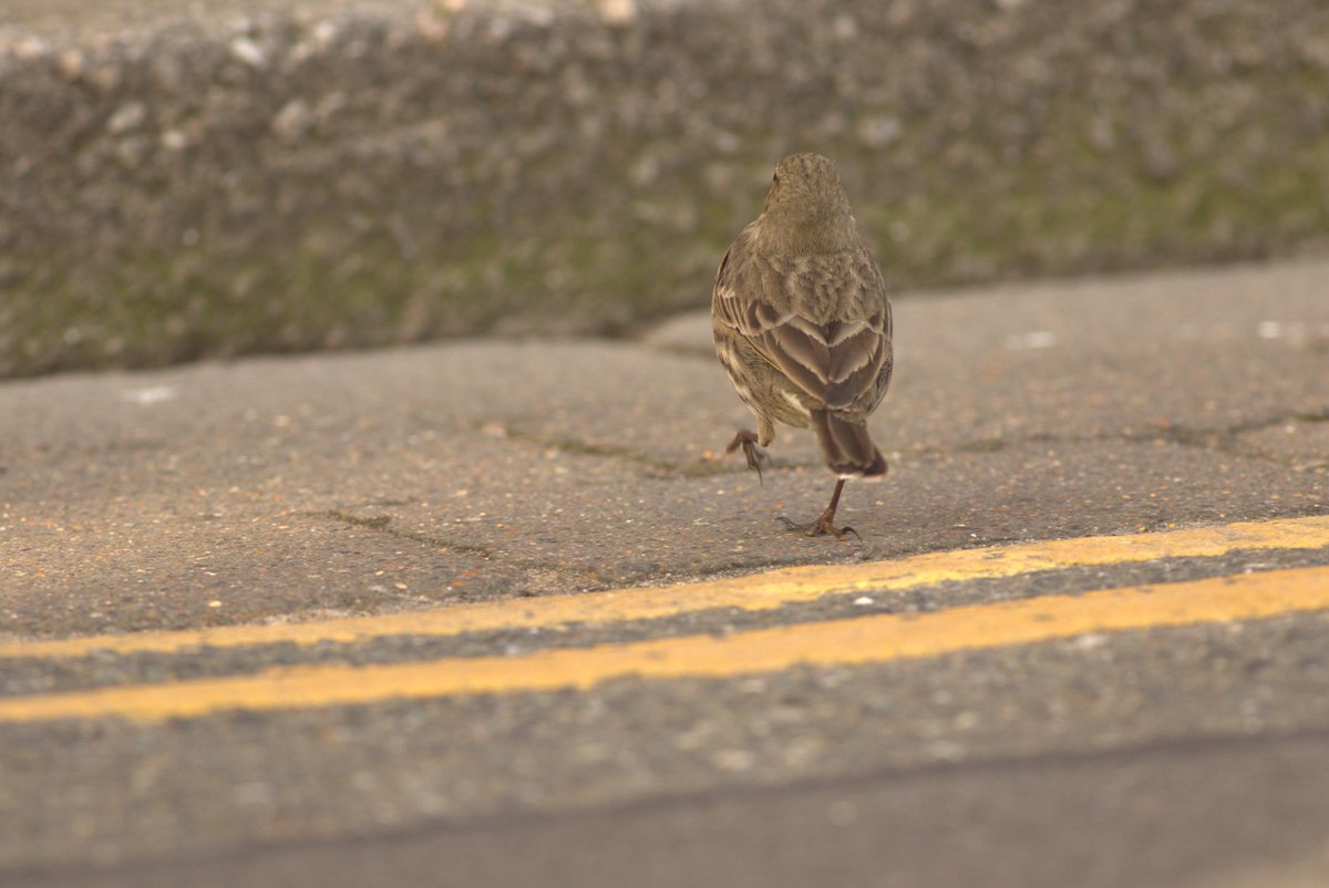 Amusing to stumble across this Rock Pipit taking a stroll down Tenby High Street yesterday (14 February). <a href="/PembsBirds/">Pembrokeshire Bird Group</a>