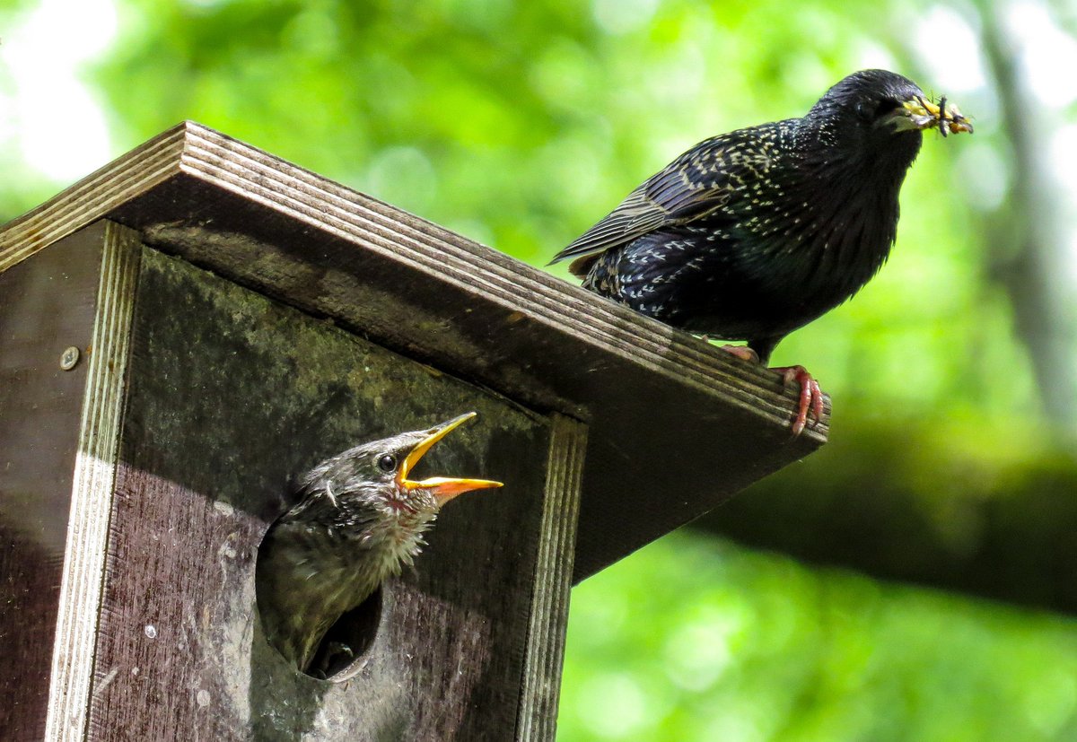 SongBirdSBS's tweet photo. 🐦🏠Why do nestboxes matter? There is a shortage of nesting sites for our British birds, the trend for ‘tidier’ gardens and parks has deprived birds of natural holes to find a home and there are fewer nesting spots in modern buildings.
1/4 https://t.co/Nblqve2qNB