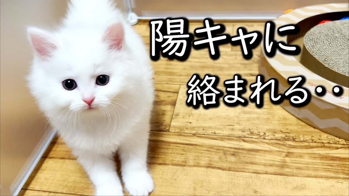 MeowMoeDotCom's tweet image. 【マンチカンの子猫】陽キャに絡まれて逃げ惑う陰キャな件 ∼猫のいる生活Vol.619 ...
 
meowmoe.com/35830/
 
#Neko #TinyKitten #マンチカン #マンチカン子猫 #ミヌエット #もちまる日記 #子猫 #猫出産 #白猫