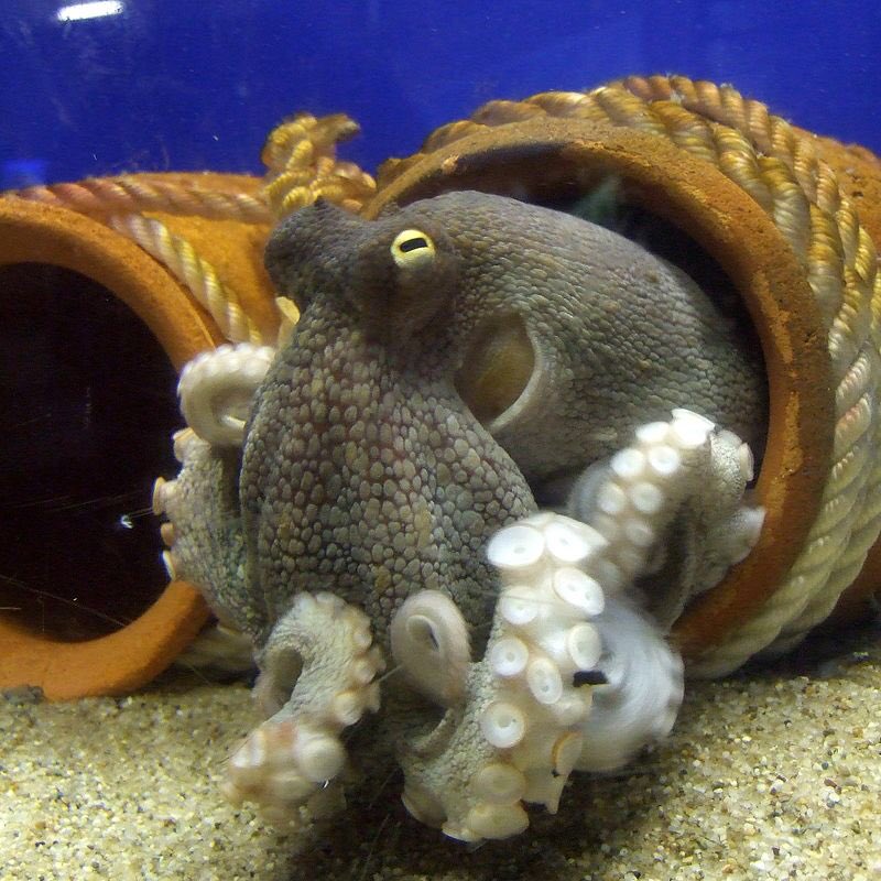 NeoNamuro's tweet photo. Come to think of it, the eel theme and naming would fit Shiver quite well, too, as Frye’s JP name, “Utsuho” comes from “Utsubo” which means “eel” and “Tsubo”, meaning “pot” is commonly associated with octopuses because of a traditional octopus-trapping pot called “Takotsubo”. https://t.co/1V2wq8WhmG