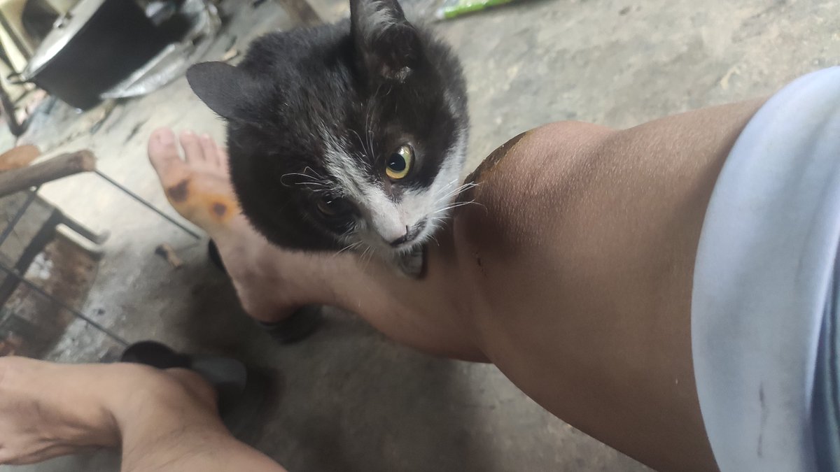 hungbu1995's tweet photo. Cat https://t.co/2iE0UbF8aL