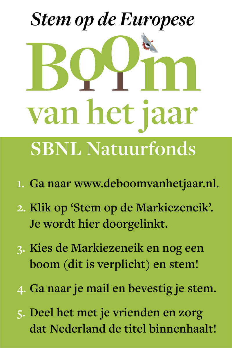 De Markiezeneik won eind 22 de 1e prijs - Nederlandse boom van het jaar. Gaan we de Poolse kandidaat voorbij streven? Help ons naar de 1e plaats. Deel dit bericht met zoveel mogelijk mensen zodat we een groot internationaal statement kunnen maken tegen verbreding snelweg.
